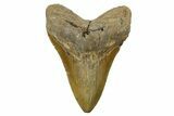 Fossil Megalodon Tooth - North Carolina #275525-1